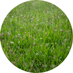 NATURA-Kräuterheu NATURA-Kräuterheu